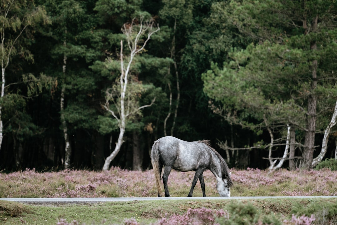 Photo Horse feed