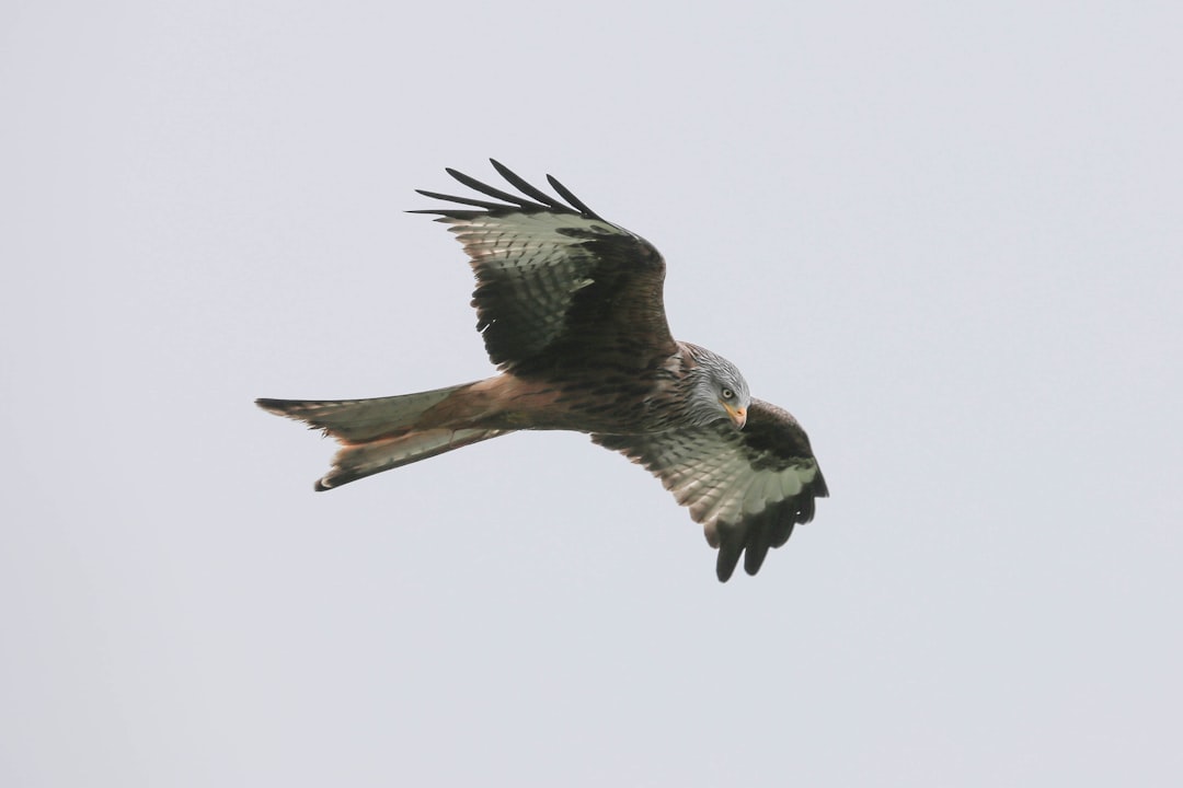 Photo Venin, wing